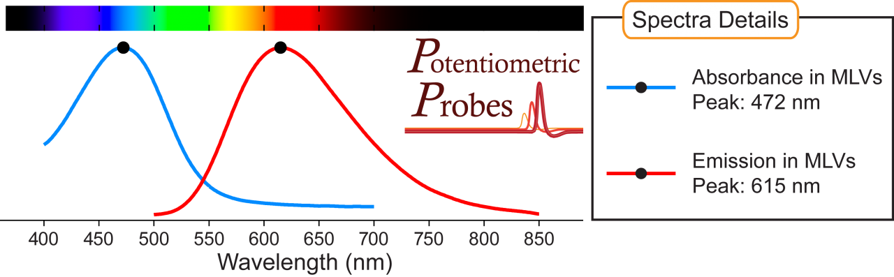 Di-4-ANEPPDHQ | Potentiometric Probes Voltage-Sensitive Dyes